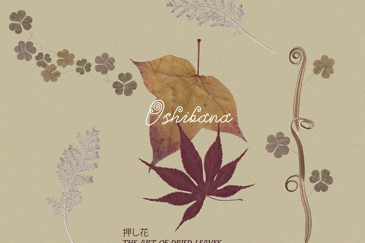 Oshibana Dried & Pressed Fall Leaves, an Object Graphic by Lana Elanor (Photo 10 of 17)
