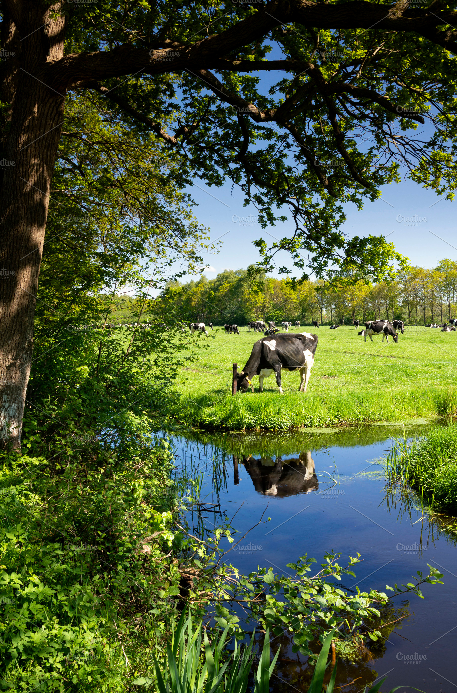 Cows near nuis stock photo containing coendersbos and coendersborg, a Nature Photo by John Stuij Photography