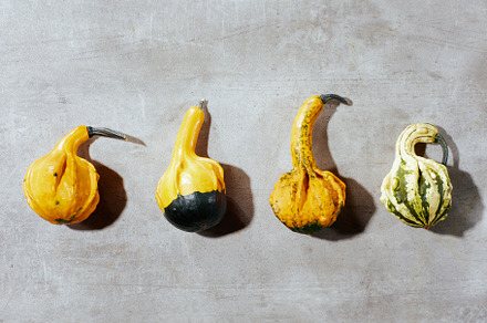 autumn flat lay on grey background with pumpkins, an Abstract Photo by Alliance Images