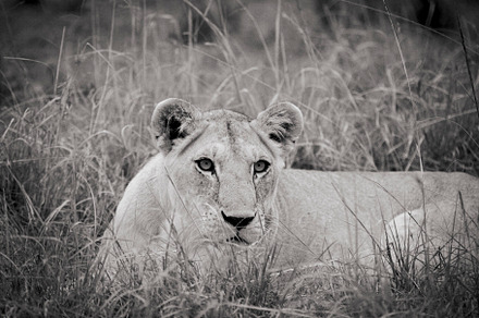 The Lioness