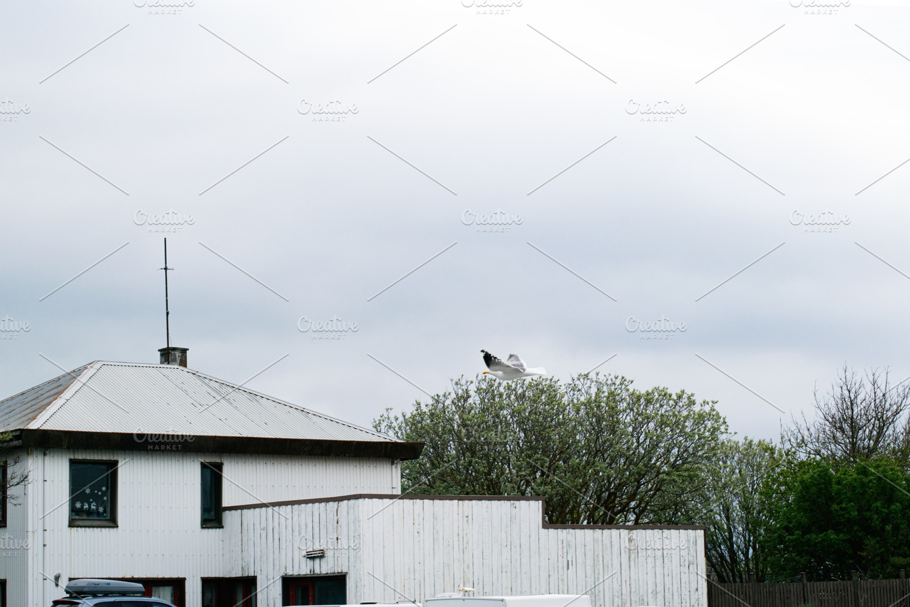 Seagull flying above a building surrounded by trees in Akranes, Iceland, a Photo by AS photostudio