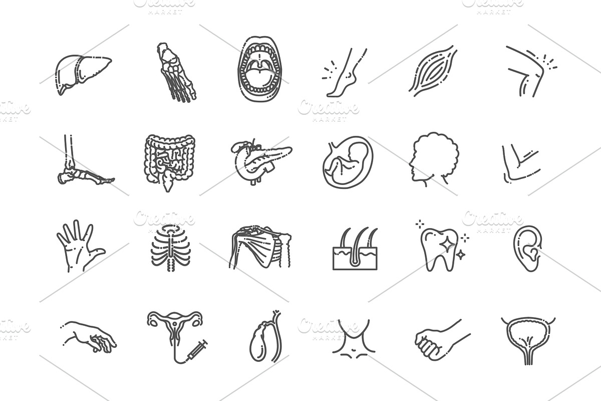 Human internal organs, an Outline Icon by Tettygreen (Photo 2 of 2)