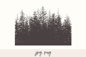 Fir Forest Background