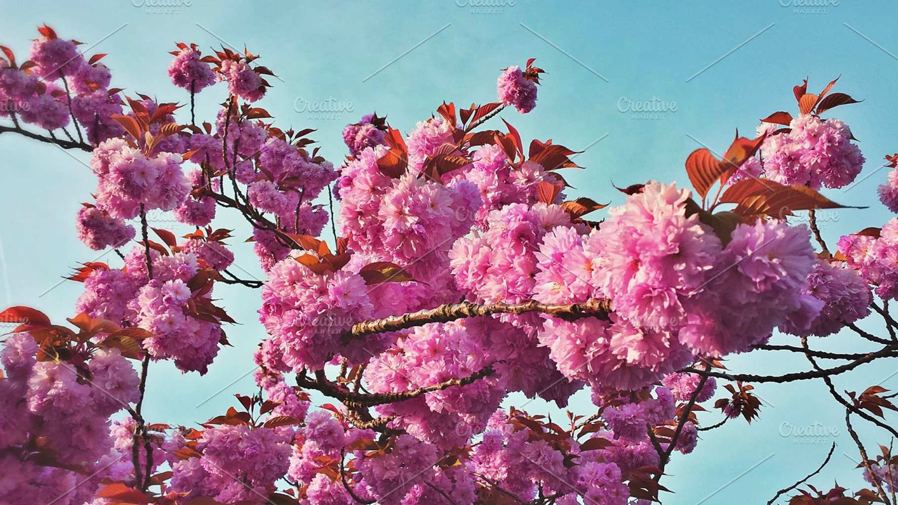 Cherry Blossoms Featuring Cherry Blossoms Flowers And Natura