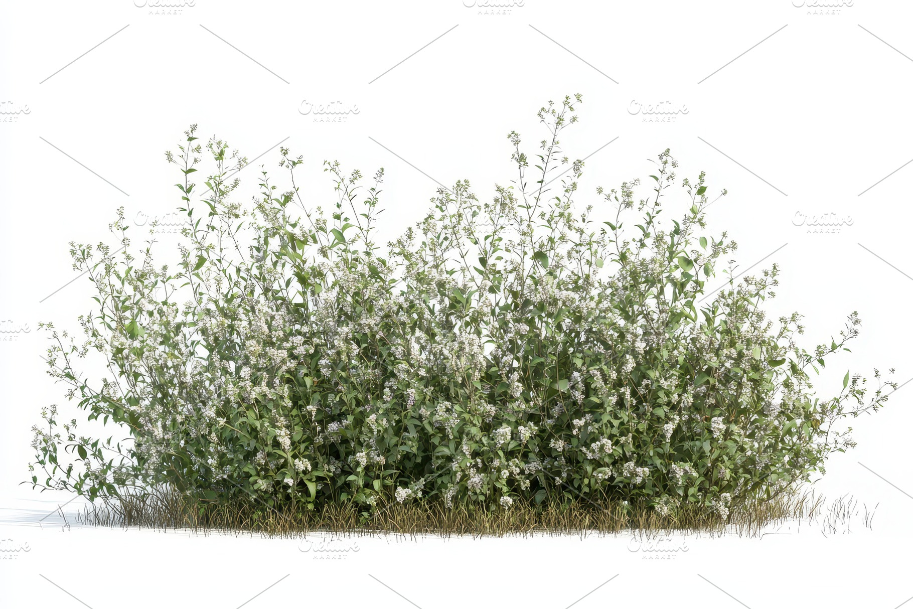 Flower bush with white blossoms side, a Photo by Pavel_design