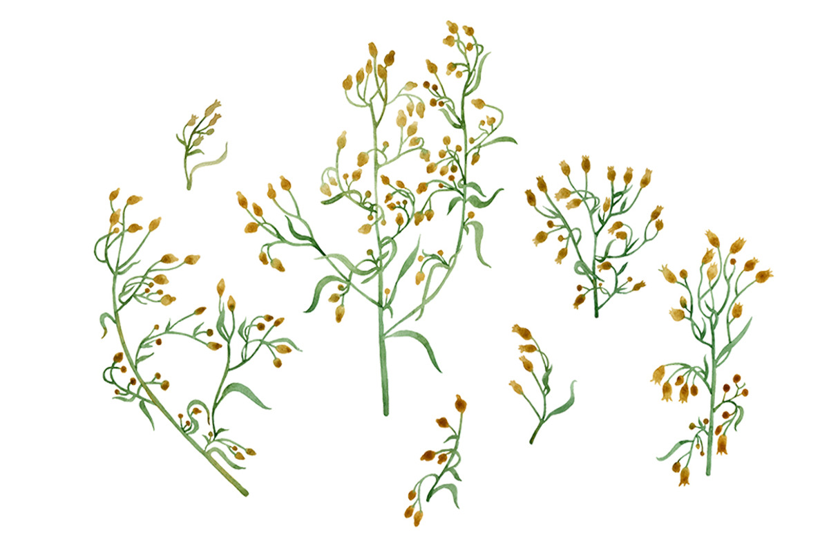 Branches, an Illustration by Watercolor life (Photo 4 of 10)