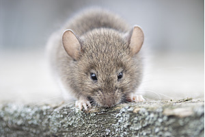 Cute wood mouse (Apodemus sylvaticus, an Animal Photo by Pakosta