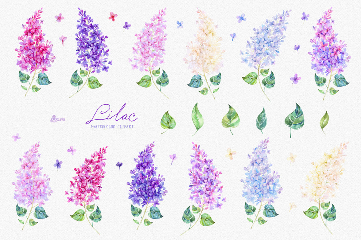 Lilac. Watercolor collection, an Illustration by OctopusArtis (Photo 2 of 5)
