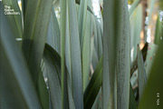 Natural textures - Green edition v03, a Texture Graphic by Haehae photography (Thumbnail 5 of 8)