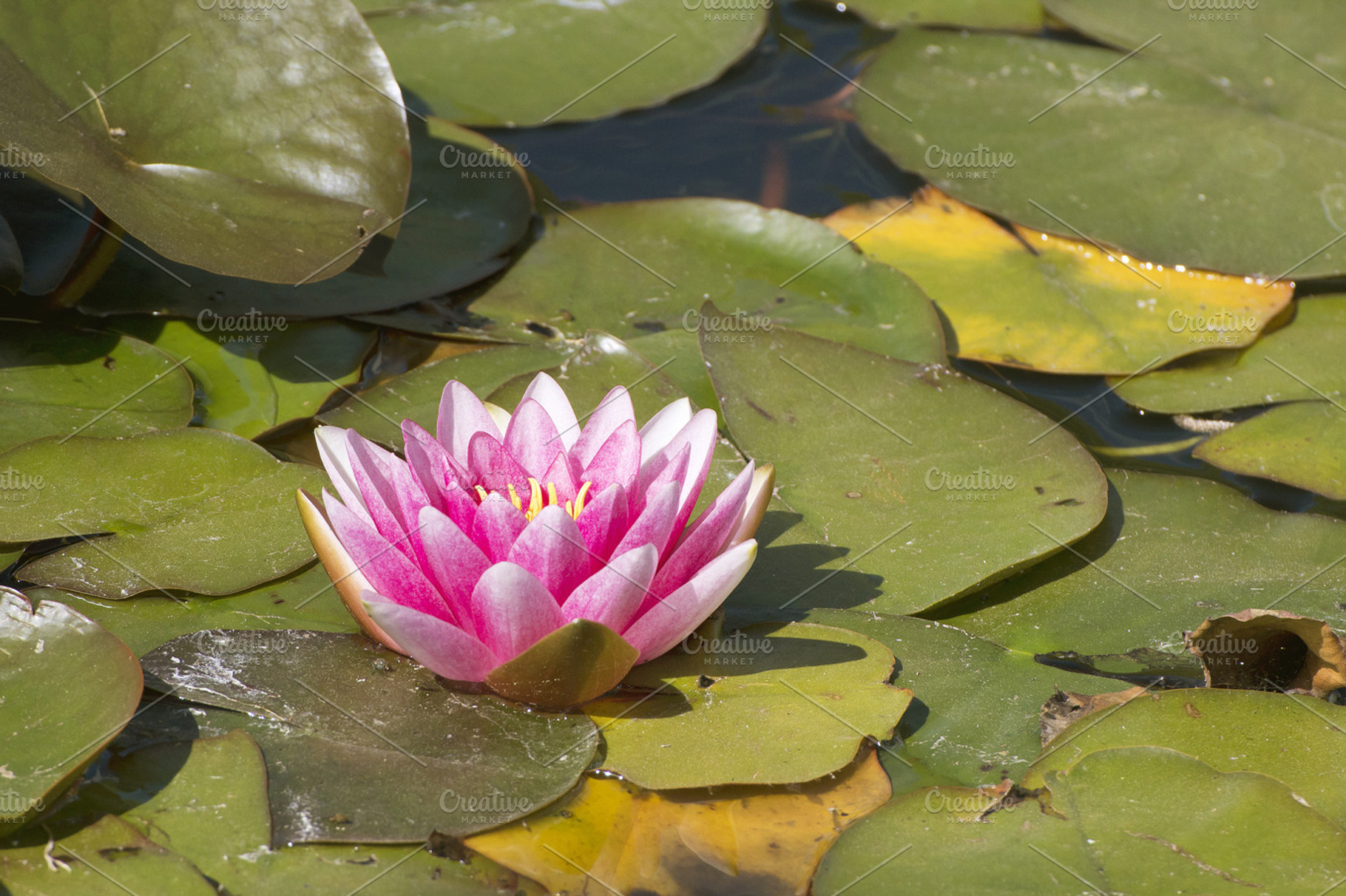 Lotus flower stock photo containing image and picture