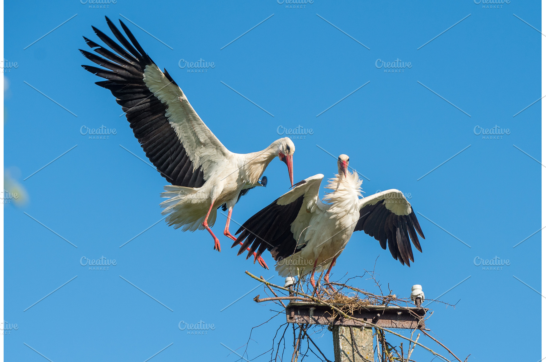 Two white storks in the nest against, an Animal Photo by COLORFUL