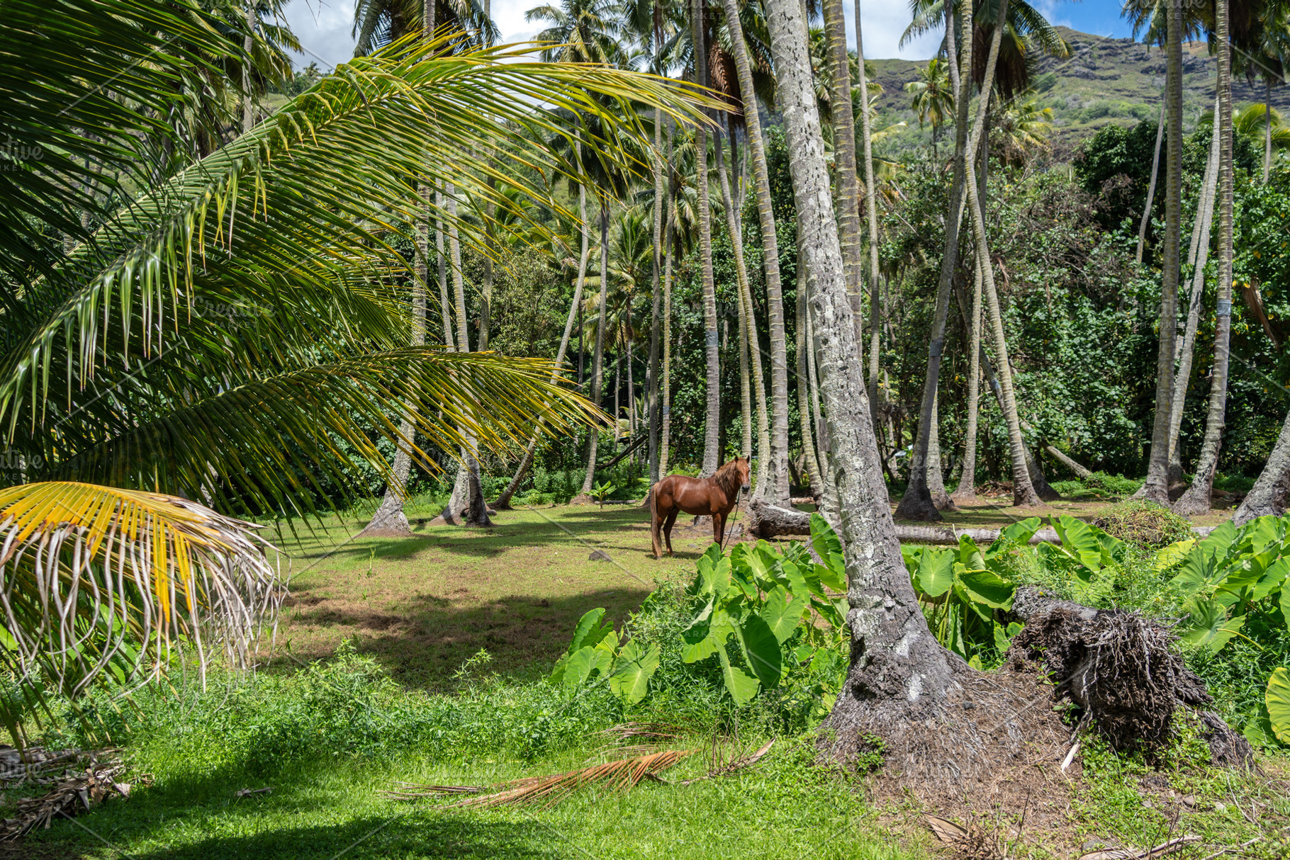 Horse standing under coconut trees in Hiva Oa, Marquesas Islands, an Animal Photo by GoodGoods