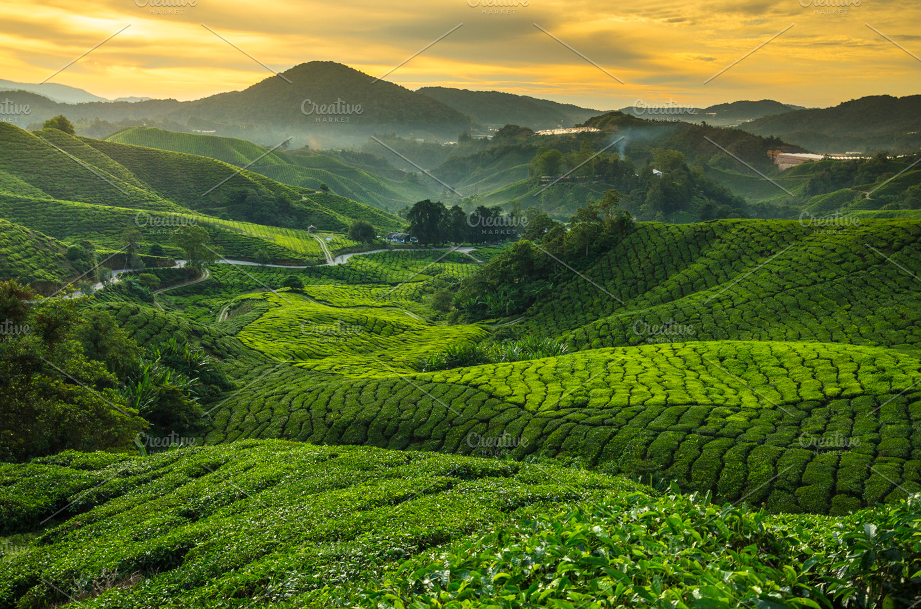 Sunrise At Tea Plantation Containing Sunrise Tea And Plantation