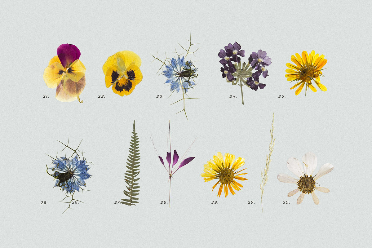 BUNDLE - Dry Flowers & Leaves, an Object Graphic by Sparrow & Snow (Photo 16 of 28)