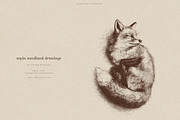Sepia Woodland Drawings, an Animal Illustration by PeDe Designs (Thumbnail 12 of 15)