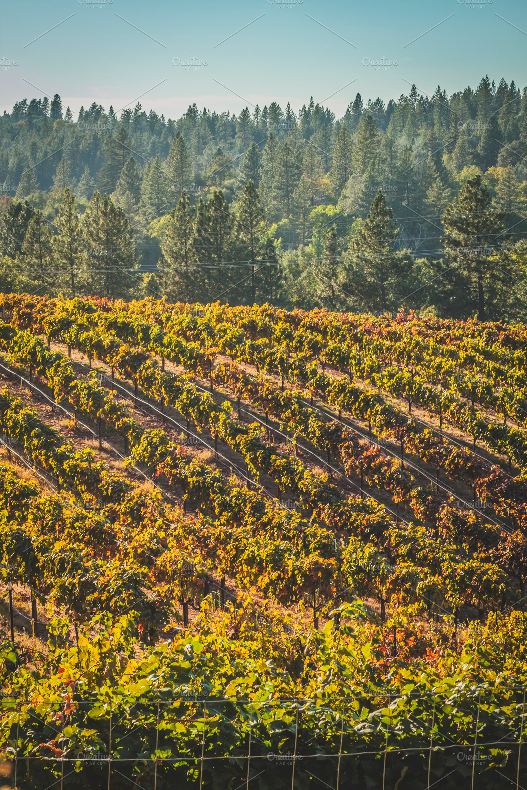 Vineyards Featuring Sunset Vine And Vineyard