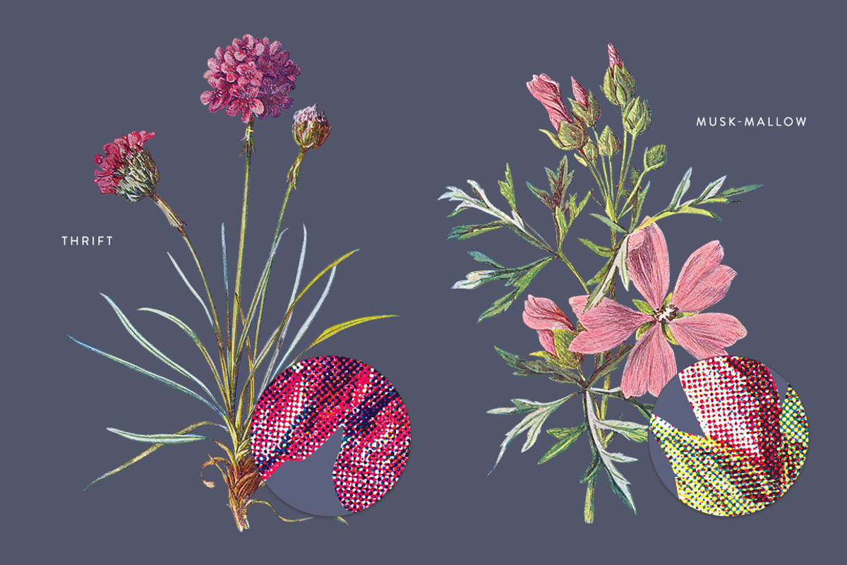 Vintage Flowers Vol.01 - Extra Large, an Illustration by Greta Ivy (Photo 18 of 18)
