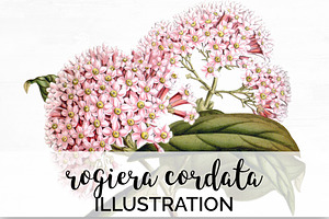 Rogiera Cordata Vintage Florals