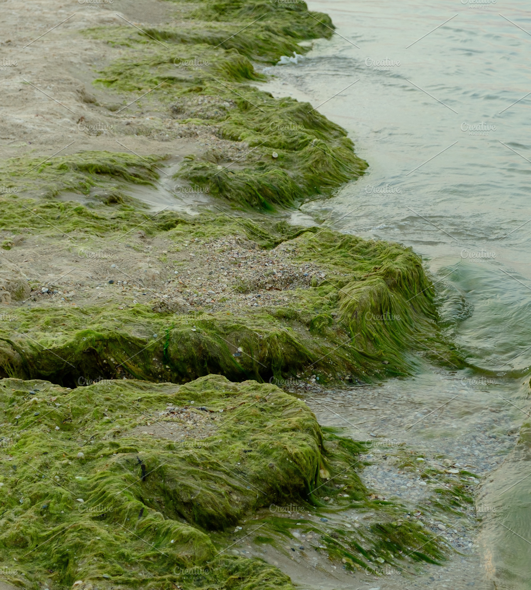 Green algae on a sandy seashore, Kherson region, Ukraine, a Nature Photo by ndanko