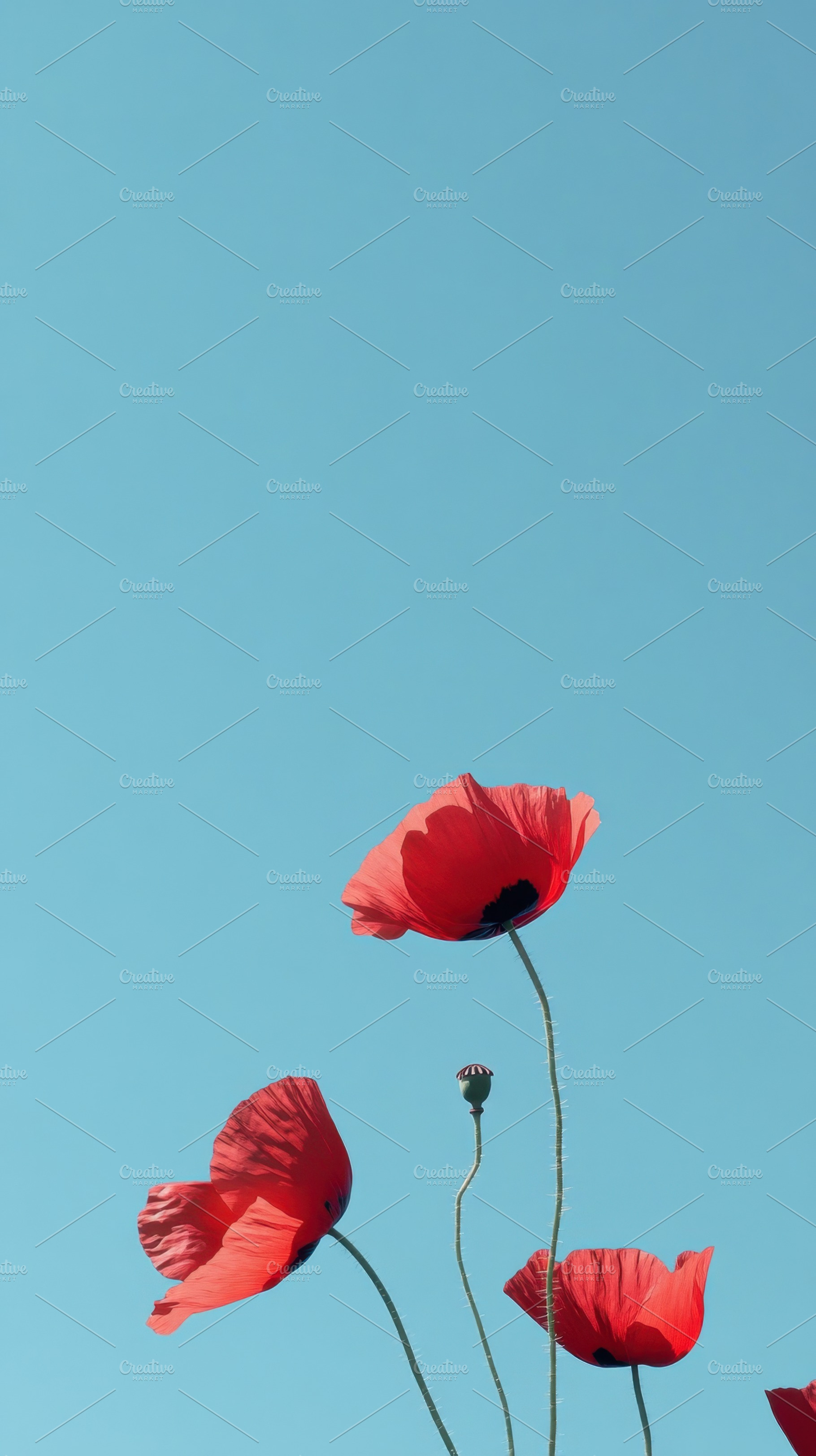 Bright red poppies sway in blue sky, a Photo by Beautiful things