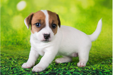 Jack Russell Terrier puppy dog on a, an Animal Photo by COLORFUL