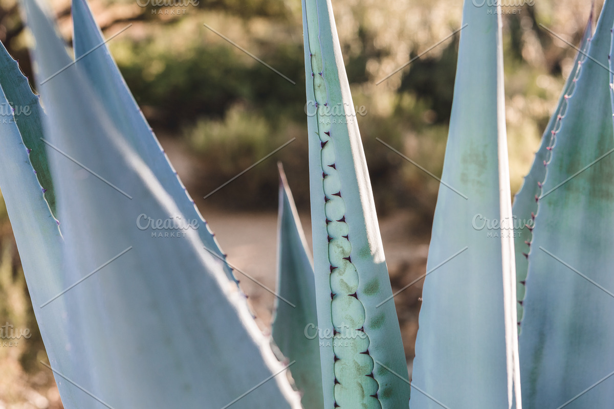 Wild Desert Cacti Bundle, a Nature Photo by HG Photography (Photo 5 of 7)
