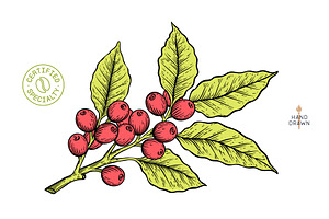Vintage coffee branch bean plant, a Food Illustration by Foxys Graphic
