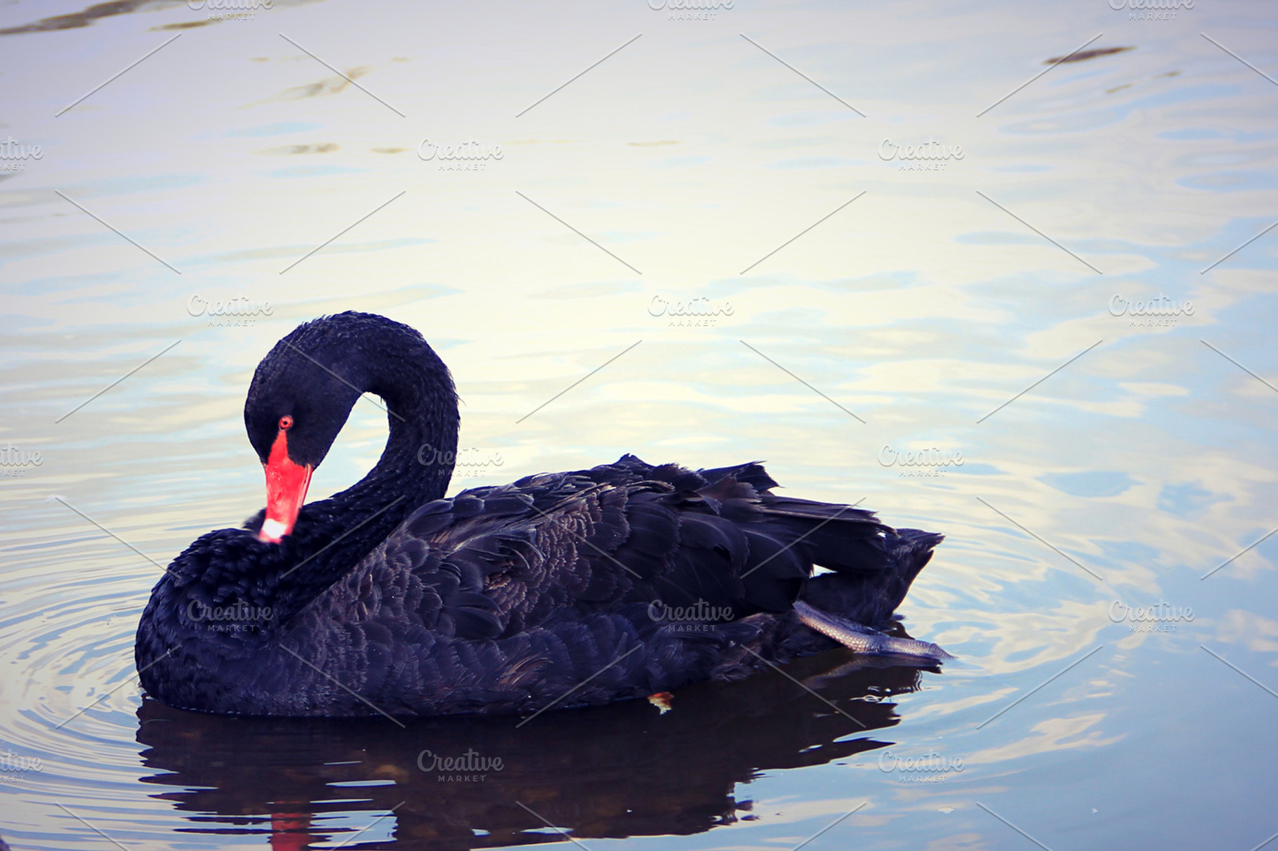 A black swan