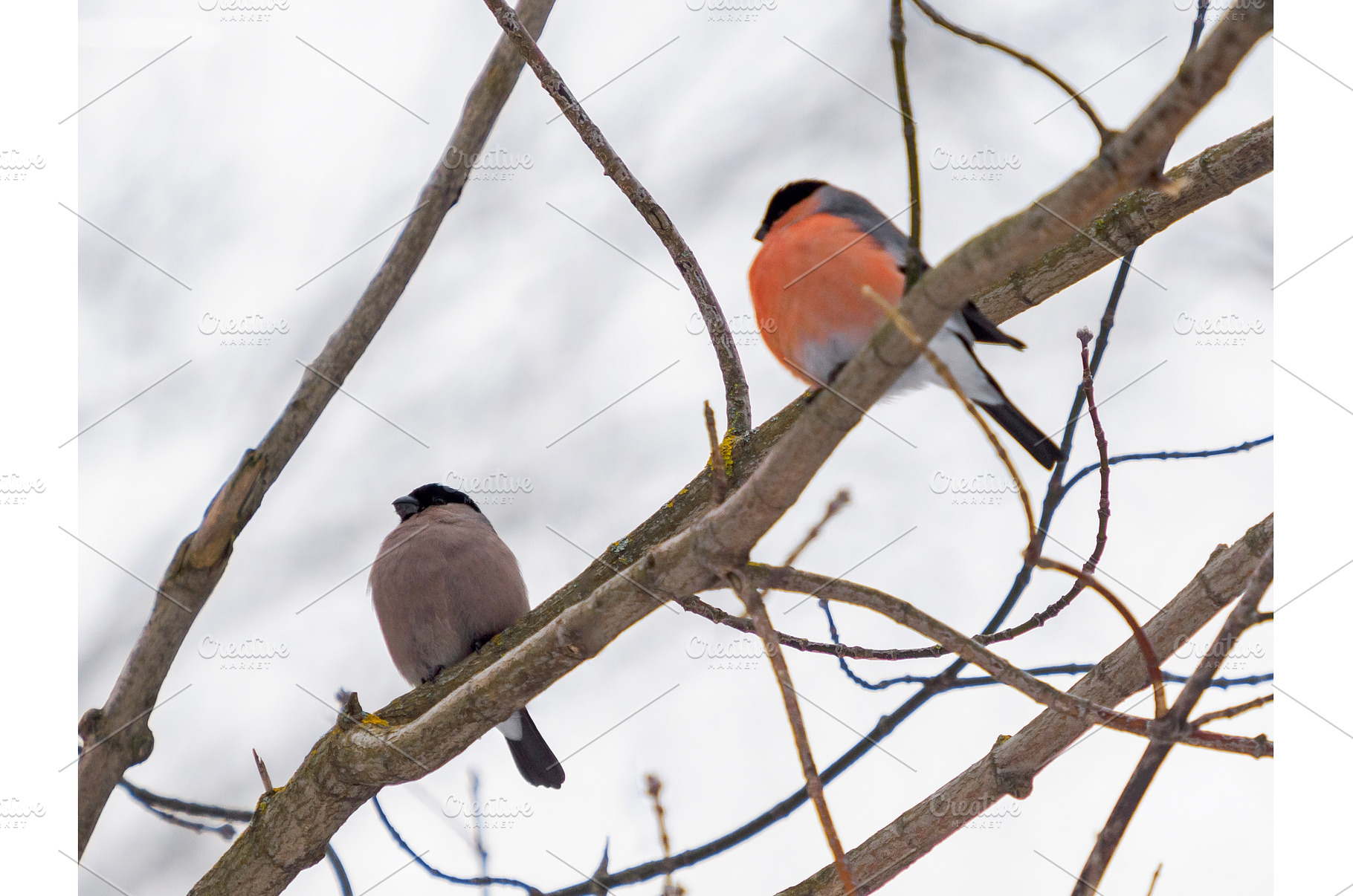 Female and male bullfinch on branch, an Animal Photo by Fascinadora