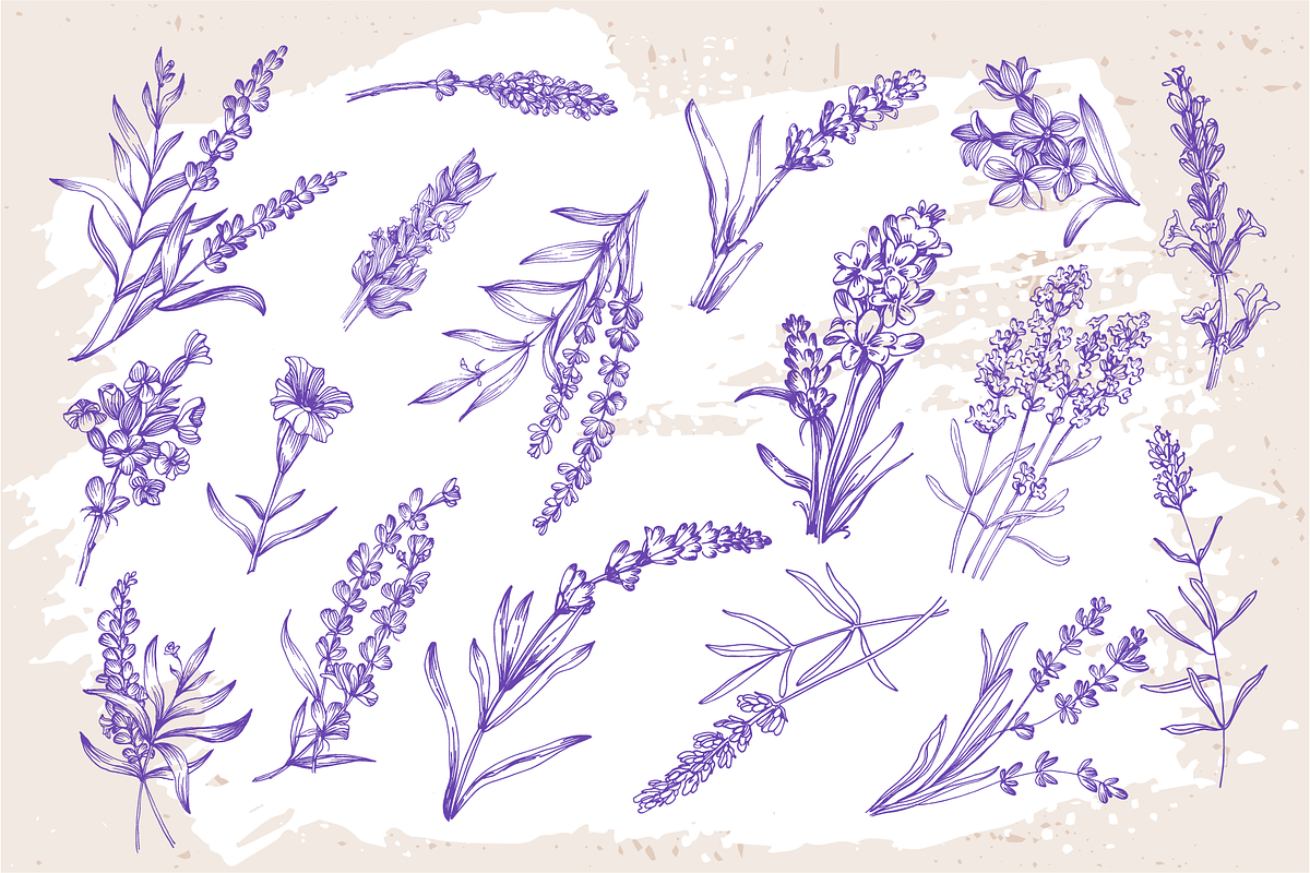Lavender sketch illustration, a Decorative Illustration by Samira (Photo 7 of 10)