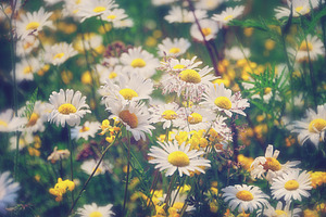 Field of daisies featuring daisy, daisies, and flowers