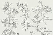 Pencil flowers | delicate drawings, an Illustration by GrafikBoutique (Thumbnail 9 of 9)