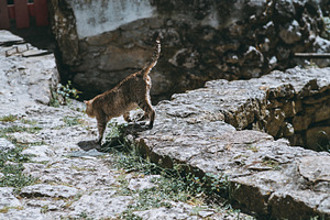 Tabby cat walking on stone path, an Animal Photo by SkyNext
