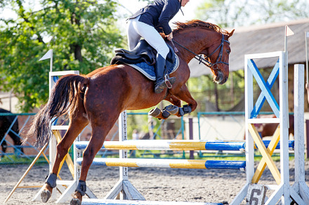 Young sportsman riding horse bounding over obstacle on showjumping competition, a Sports & Recreation Photo by serkum