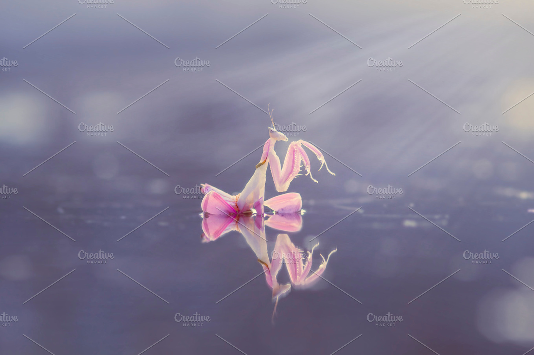 Orchid mantis insect macro containing orchid mantis, insect, and macro, an Animal Photo by roni kurniawan