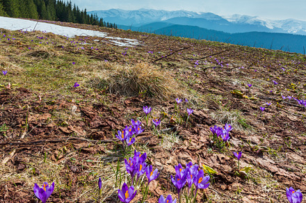 Purple Crocus flowers on spring mountain, a Nature Photo by YuriyB