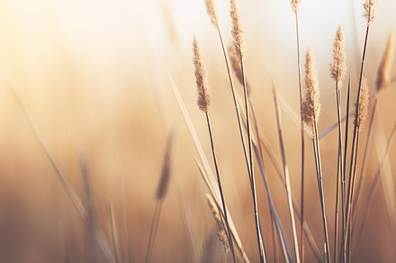 Grass Sunset and Symbol of Growth and Tranquility, a Nature Photo by Iconogenic