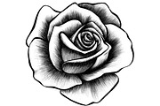 10 Rose Illustrations, an Object Graphic by BIOWORKZ (Thumbnail 2 of 5)