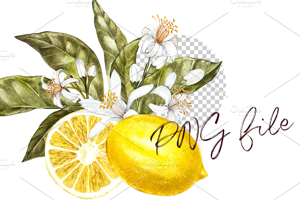 Lemon in botanical style, a Food Illustration by Ann Astro (Photo 3 of 9)