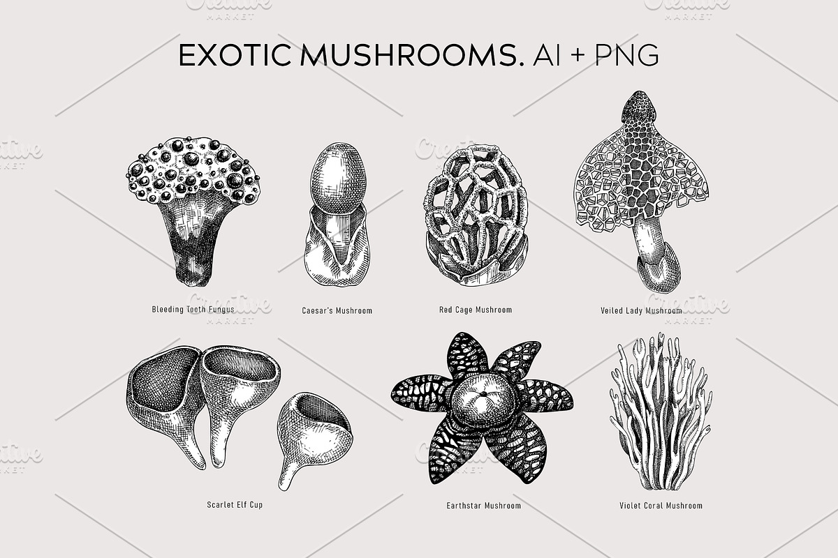 Mushrooms Vector Illustration Set, an Object Illustration by Yevheniia (Photo 5 of 14)