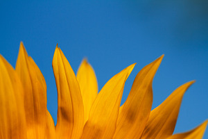 Sunflower petals against the sky.