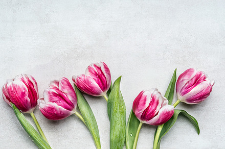 Rosa white tulips, floral border
