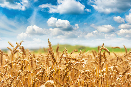 Wheat field stock photo containing wheat and field, a Nature Photo by Vapi