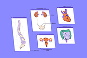 Female body anatomy, internal organs, a Healthcare Illustration by PaperTrident (Thumbnail 2 of 4)