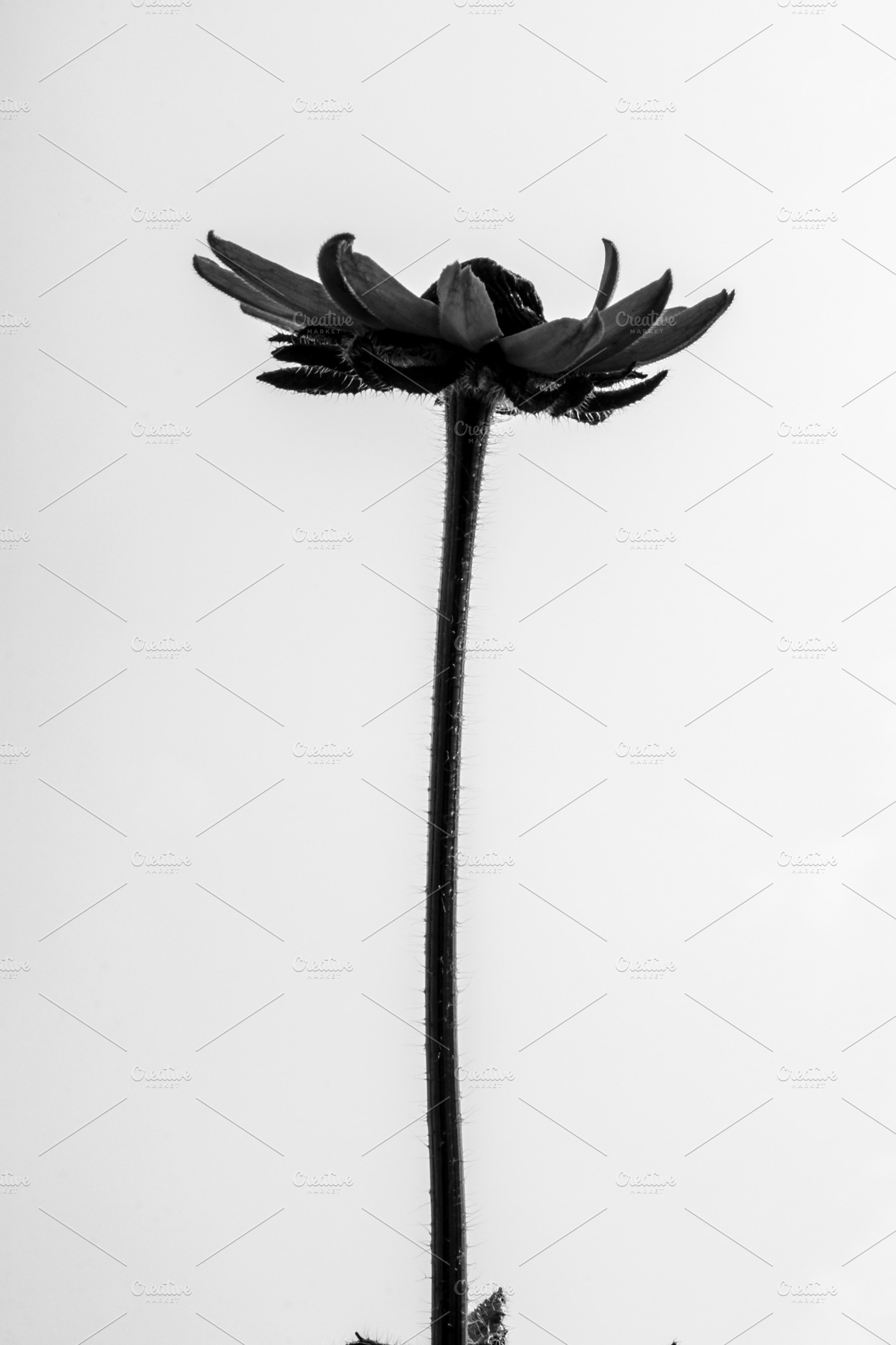 B&w flower featuring flower, flowers, and black