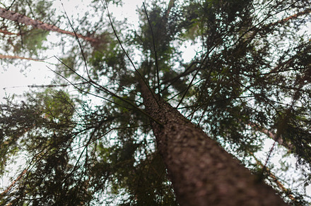 Branches Stock Photo Containing Branch And Branches preview 5