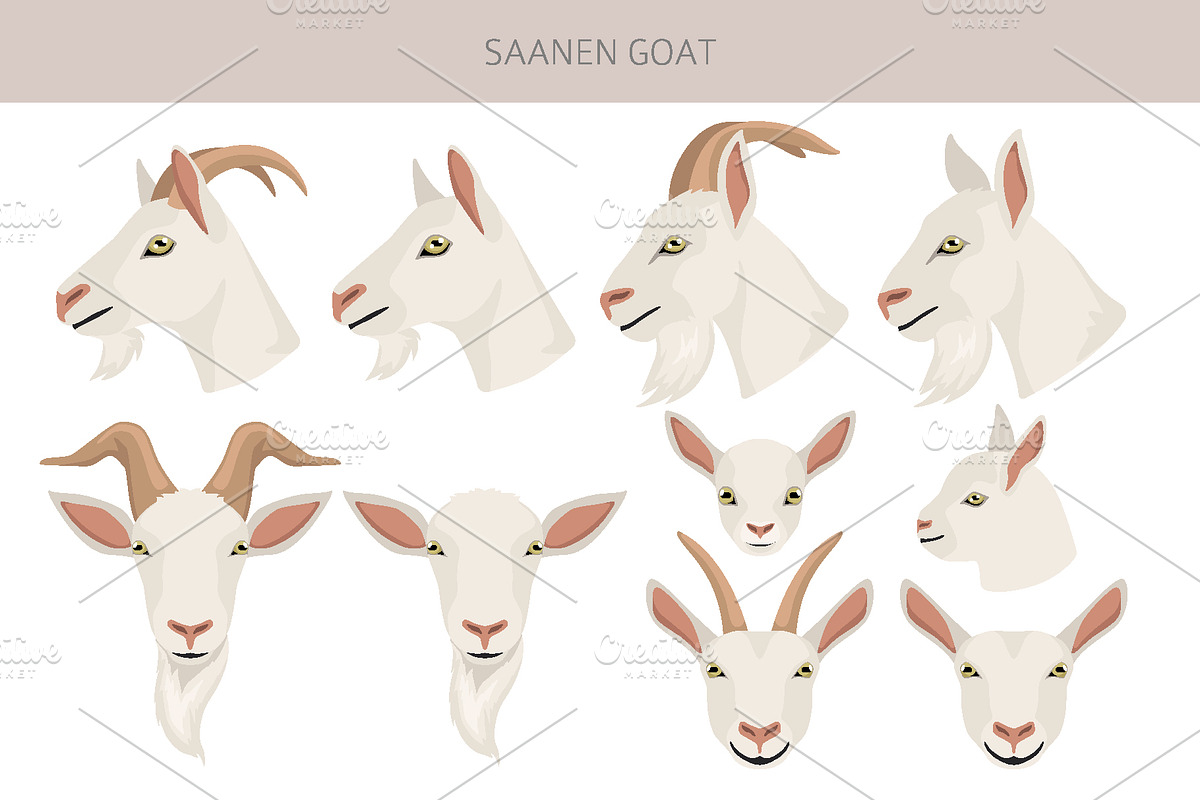 Saanen Goat, an Animal Illustration by pet design shop (Photo 4 of 5)