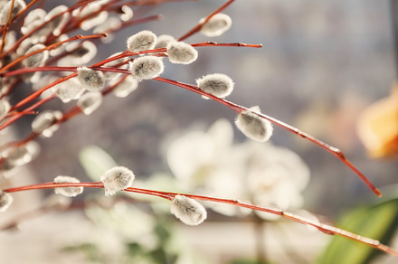 Willow seals in sunlight in blur, close-up, a Nature Photo by TanaCh