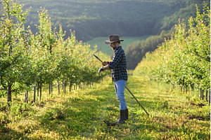A mature farmer working in orchard, a Person Photo by HalfPoint