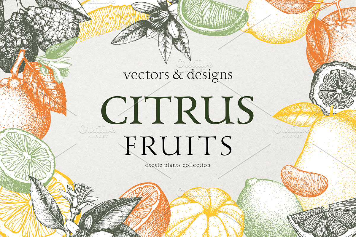 Vector Citrus Fruit Sketch Set, a Food Illustration by Yevheniia (Photo 1 of 6)